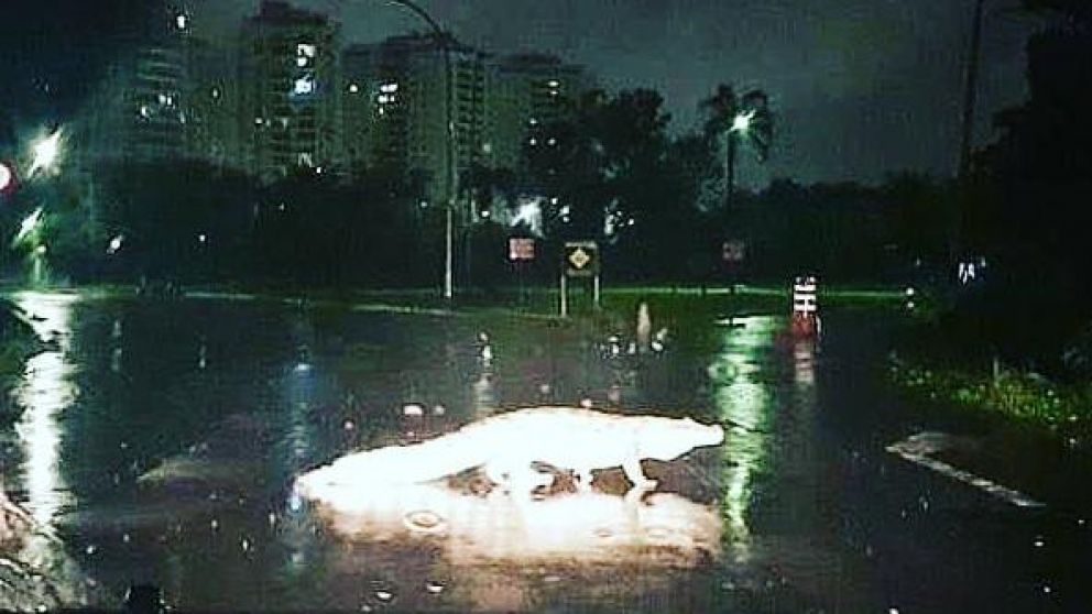 Uno de los yacarés que apareció en Brasil. (Instagram)