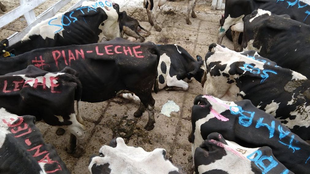 El año pasado los productores enviaron sus vacas a Liniers en señal de protesta.