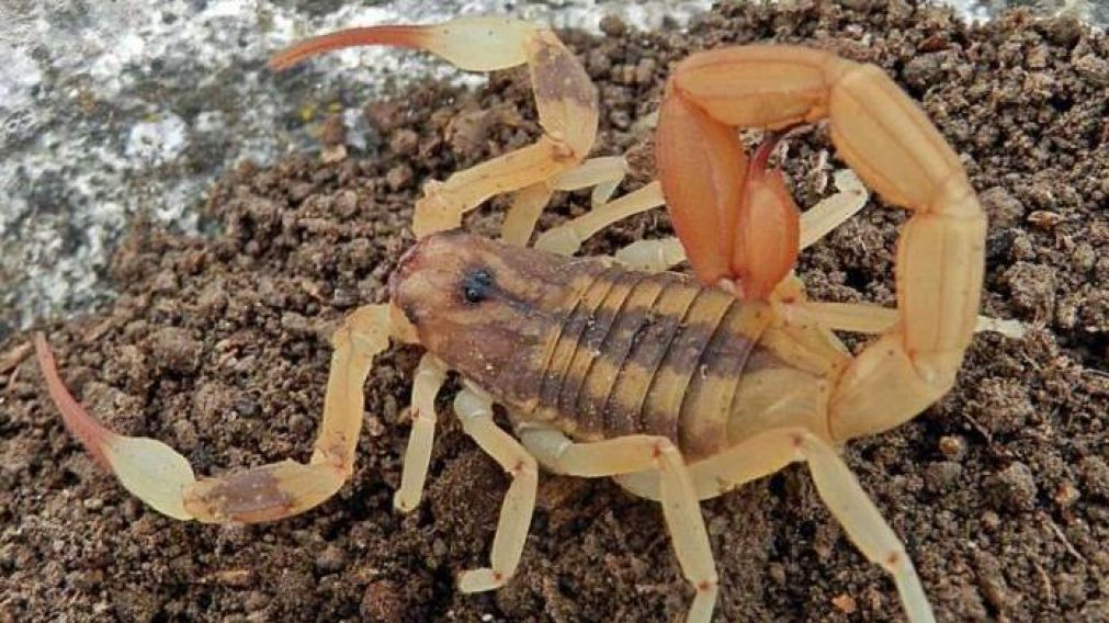 Tityus trivittatus. La especie más mortal que existe en nuestro territorio.