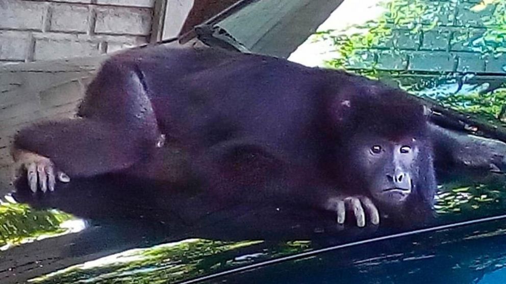 Así se lo vio recientemente al mono en La Plata. (Gentileza 0221.com.ar)
