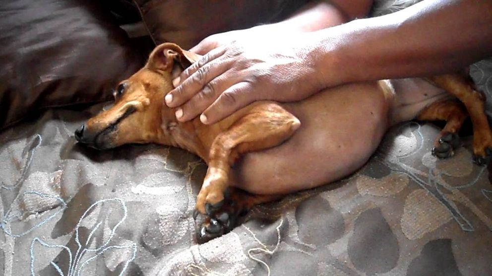 Los perros que convulsionan tienen que ser contenidos por sus dueños.
