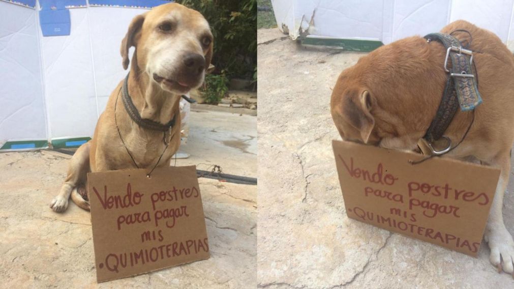 Necesita ayuda.