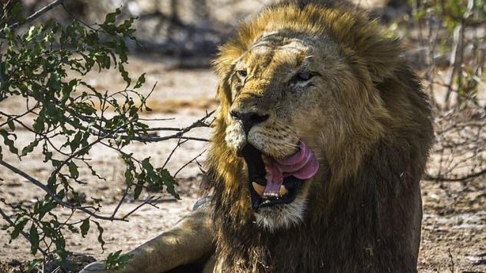 La manada de leones dejó únicamente un pantalón y el cráneo del cazador.
