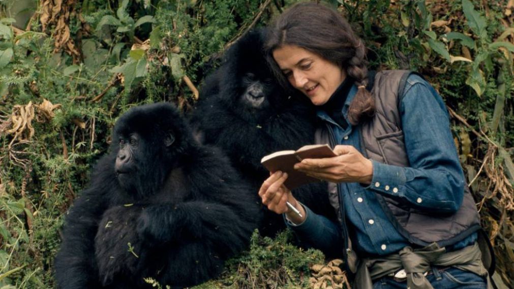 La primatóloga Dian Fossey y una vida con los gorilas.