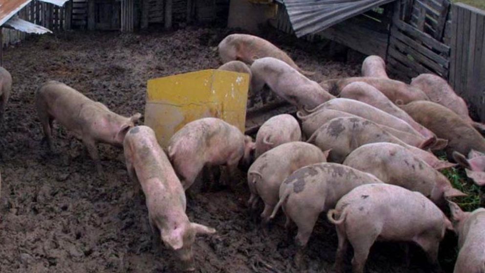 La nena camin� descalza por una pocilga con barro. (Imagen ilustrativa)