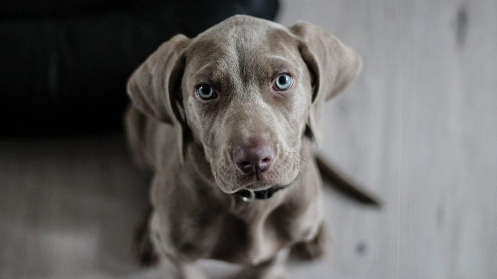 Alarma mundial por virus que se transmite de perros a humanos
