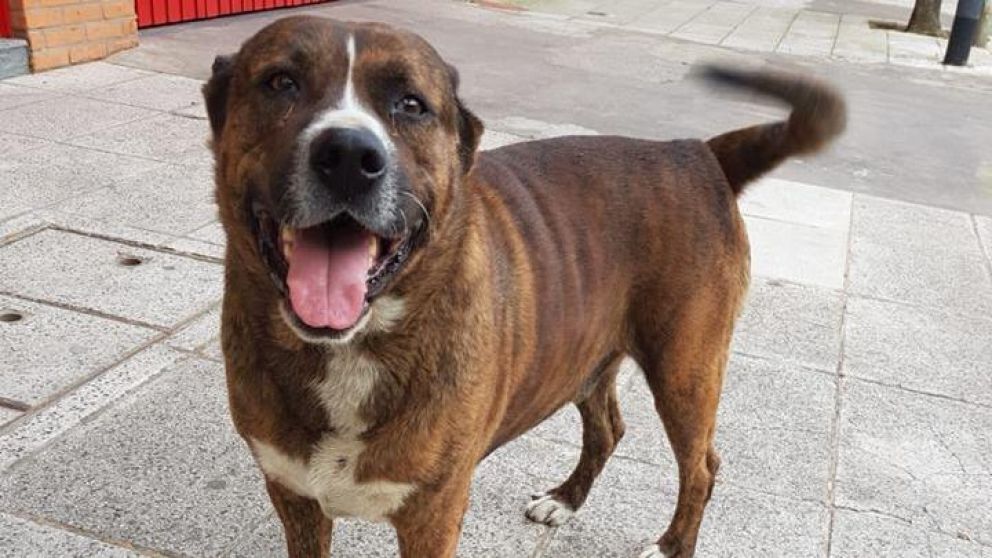 "Pucho" era el perro de todos en el barrio y acusan a una mujer de haberlo matado a cuchilladas.