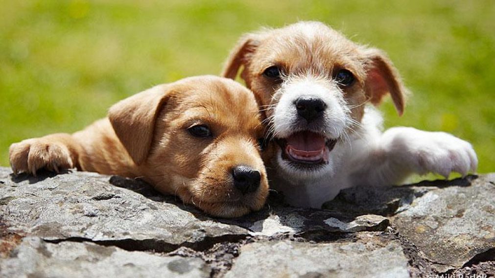 En el medio, los animales.