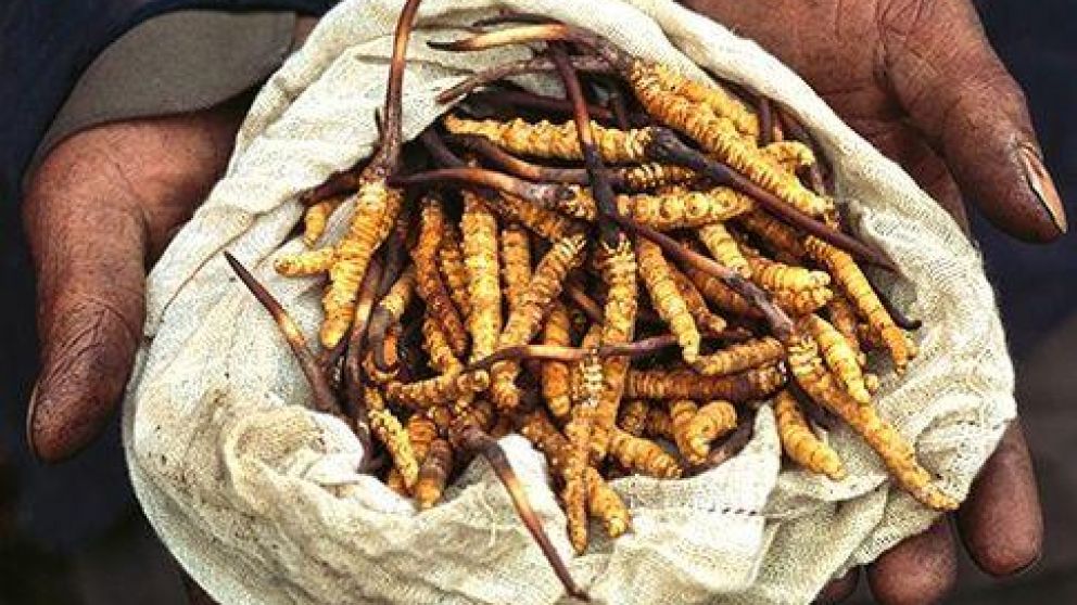 El yarsagumba se vende a precio de oro por sus efectos curativos y afrodis�acos