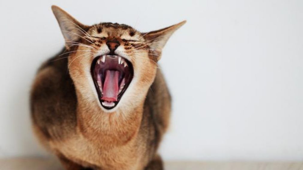 Un felino pudo provocarle la muerte a su due�o. 