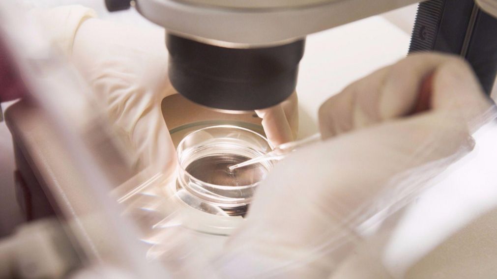 Inseminación artificial. Los procedimientos son largos y costosos. (Imagen ilustrativa)
