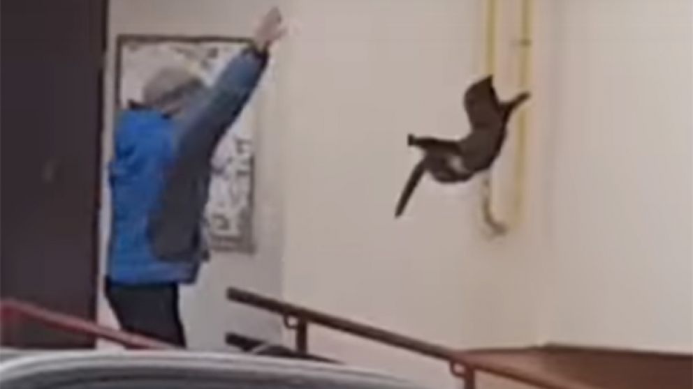 Extraño y brutal método: lanzó un gato para ahuyentar a un alce