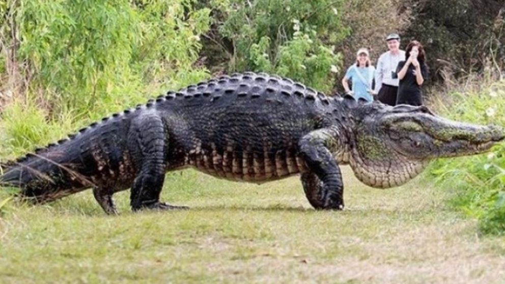 El cocodrilo se comió al menos una docena de perros y atacado a un pescador. (Imagen ilustrativa)