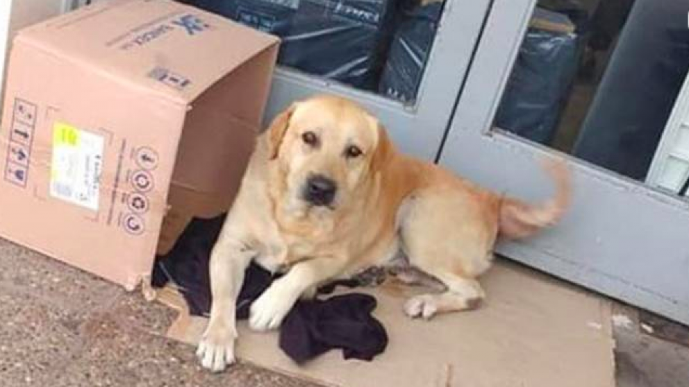 El animal espera hace más de una semana a su dueño.
