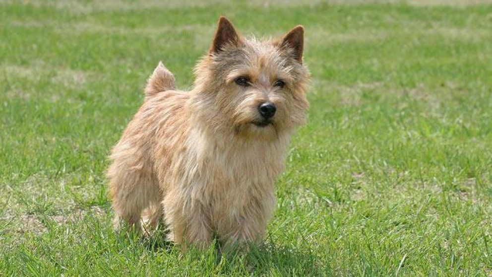 La mascota falleció al intentar huir de su casa en pleno ataque de pánico por la pirotecnia.