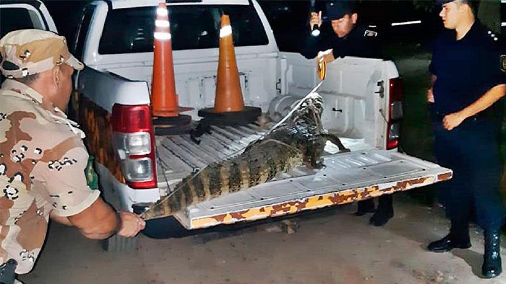 La inundaci�n pasada pudo haberlo tra�do al pueblo. (Gentileza El Once).