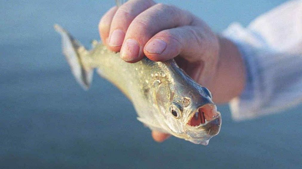 Las palometas atacaron de nuevo en Rosario. (Foto Ilustrativa)