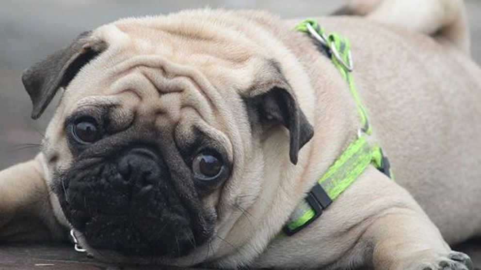 El animal fue vendido por internet como "sano" y tenía serios problemas de salud.