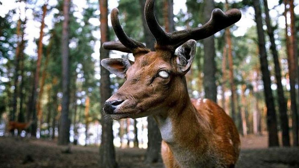 Los animales atemorizan a los ciudadanos yanquis.