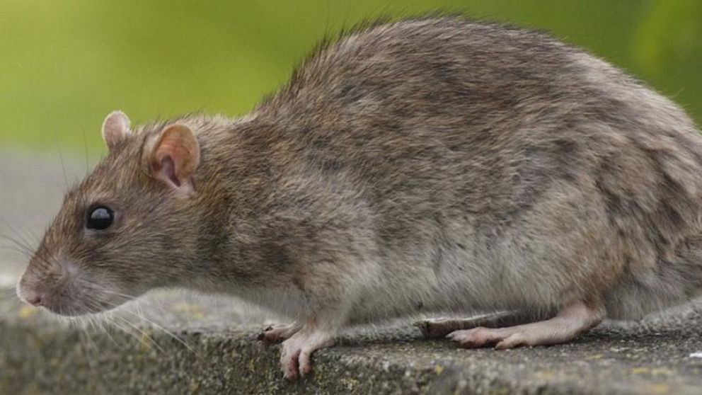 Un roedor como este tuvo que ser rescatado por exceso de peso.