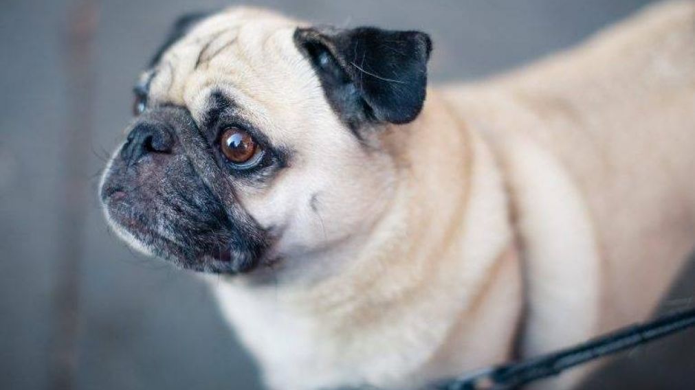 El perro pug mostró su valentía ante el leopardo.