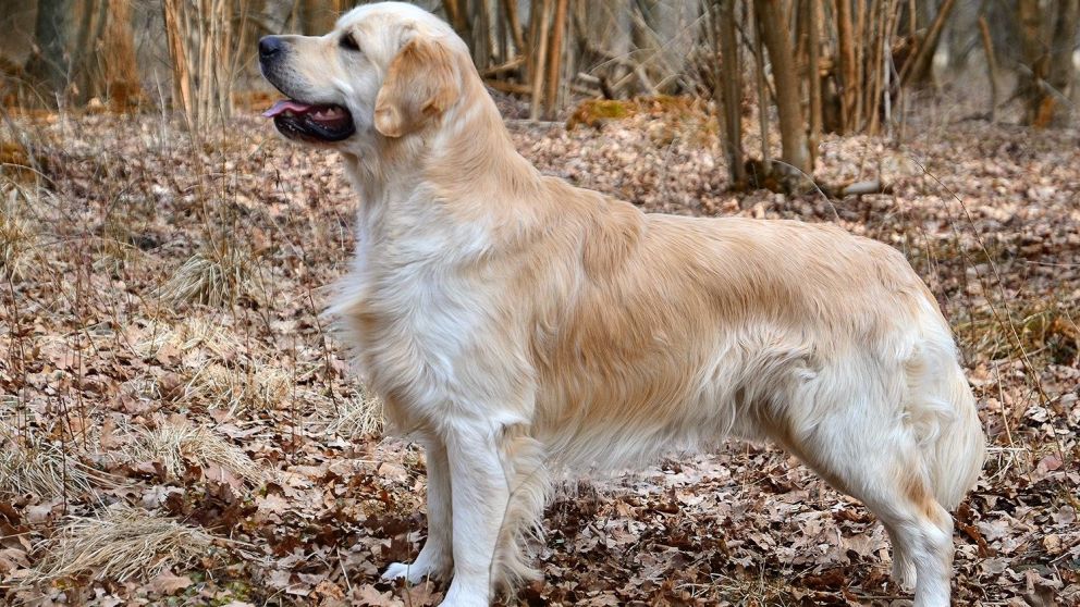 El animal tenía muchos rastros de abuso en todo el cuerpo. La policía busca a su dueño.