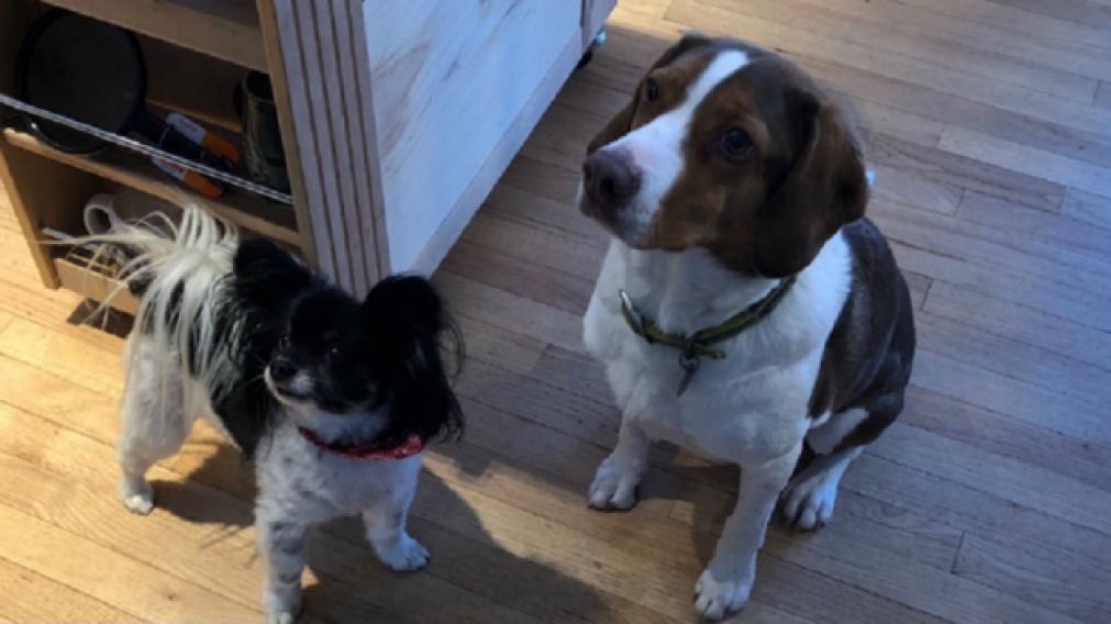 Perritos aprendieron a llamar al 911 y volvieron locos a los operadores