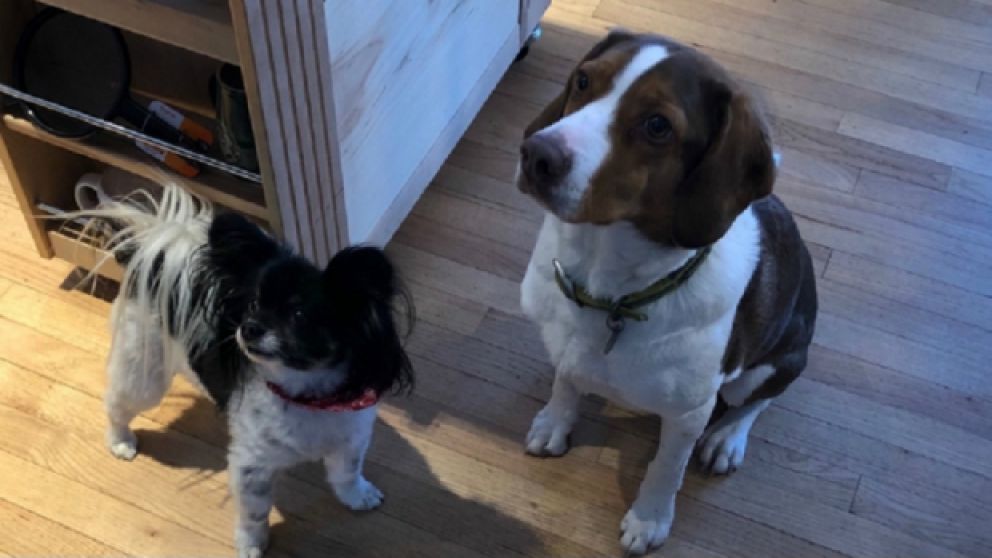 Perritos aprendieron a llamar al 911 y volvieron locos a los operadores