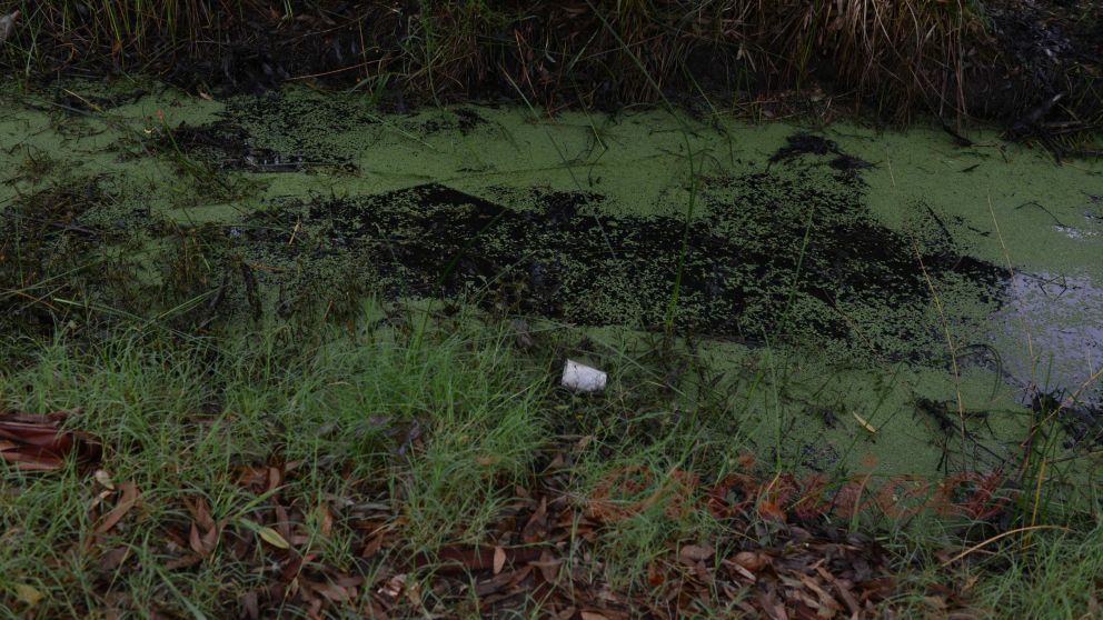 El salón está rodeado de cauces y pastizales. (Crónica/Hernan Nersesian)