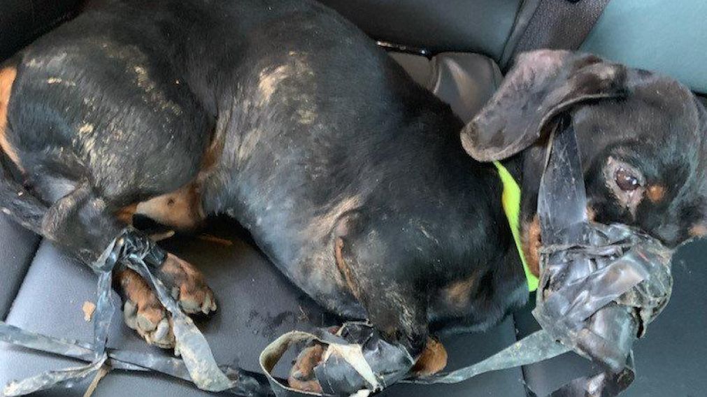 Flick, el perro salchicha fue encontrado atado por la policía del condado de Jefferson en Missouri