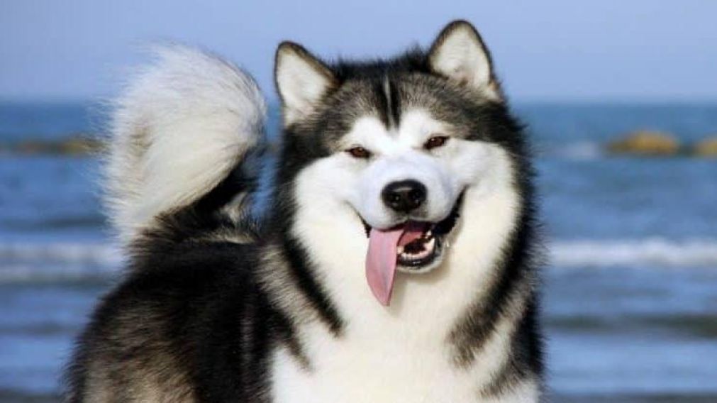 Se trata de un malamute de Alaska. (Imagen ilustrativa)