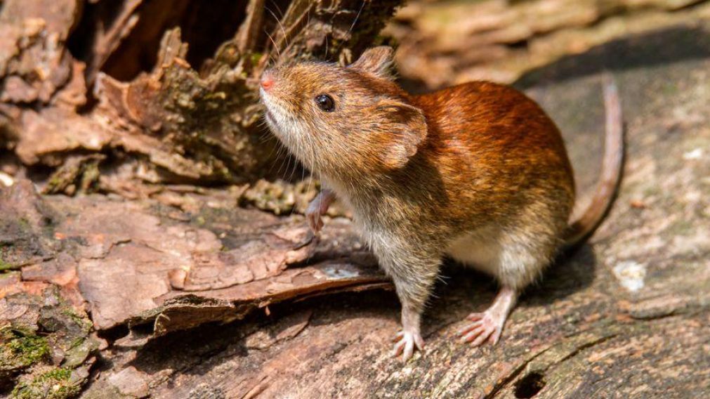 El ratón colilargo, portador del virus. (Imagen ilustrativa).