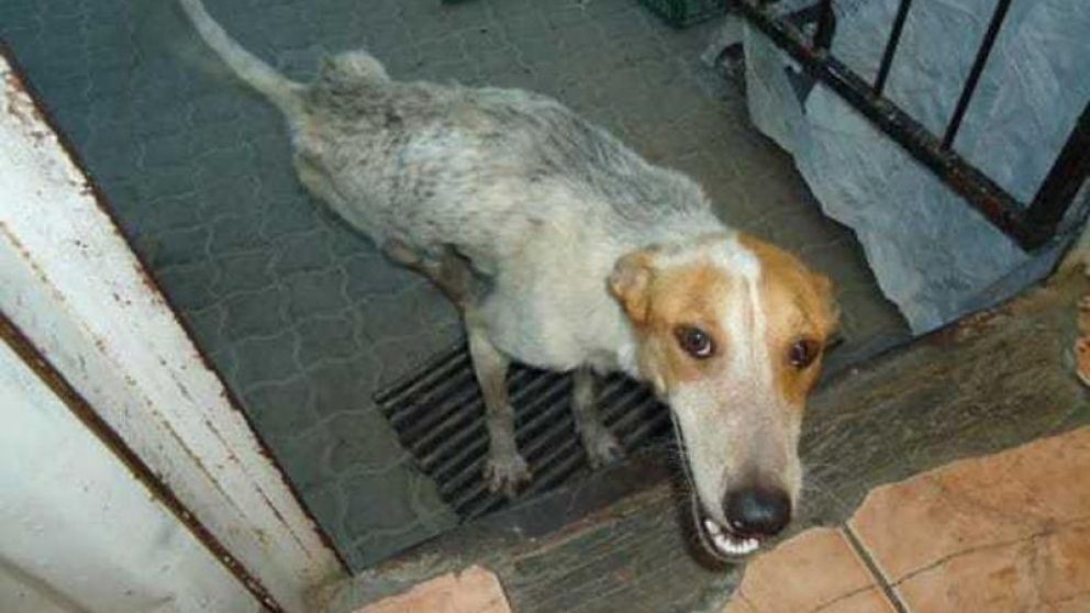 El animal fue rescatado gracias a la encargada de limpieza de la institución educativa.