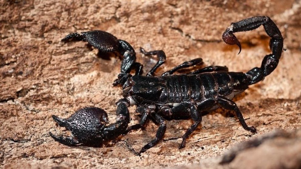 La aparici�n del animal en los compartimientos gener� p�nico en los pasajeros.