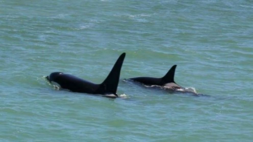 Las orcas estaban buscando comida.