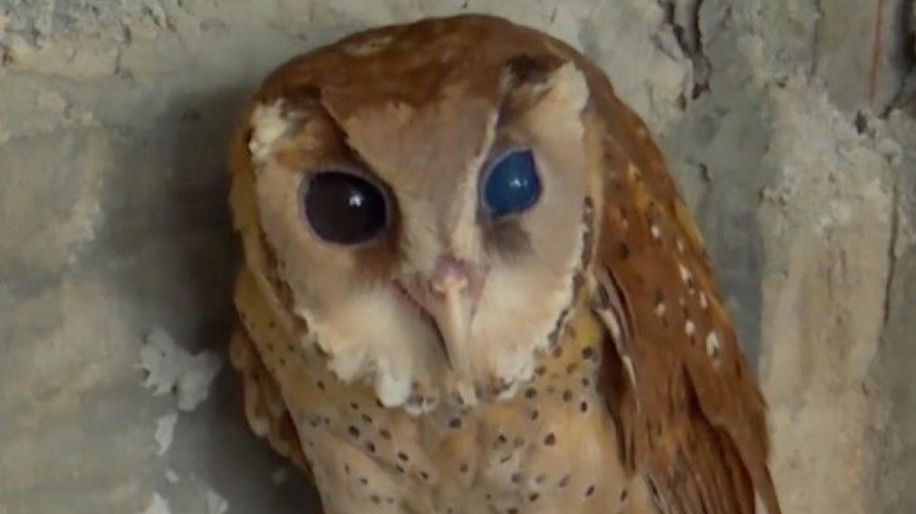 Indignación con el dueño del animal que le cortó las alas.