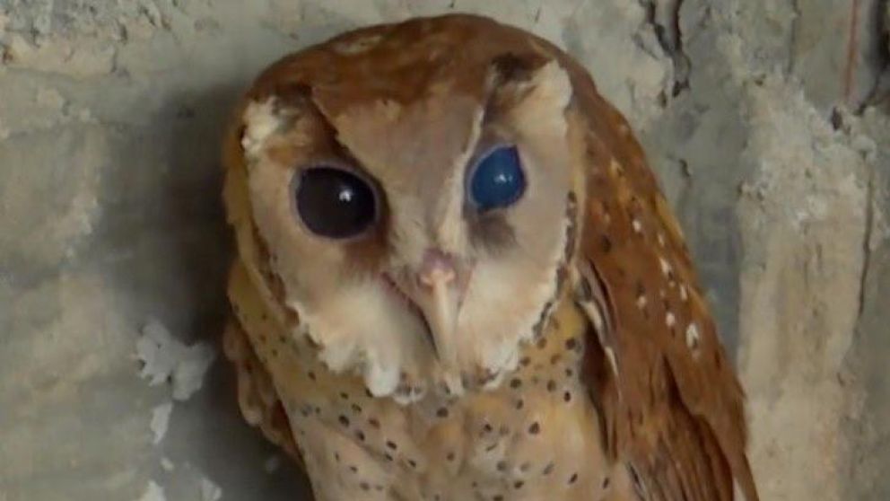 Indignaci�n con el due�o del animal que le cort� las alas.