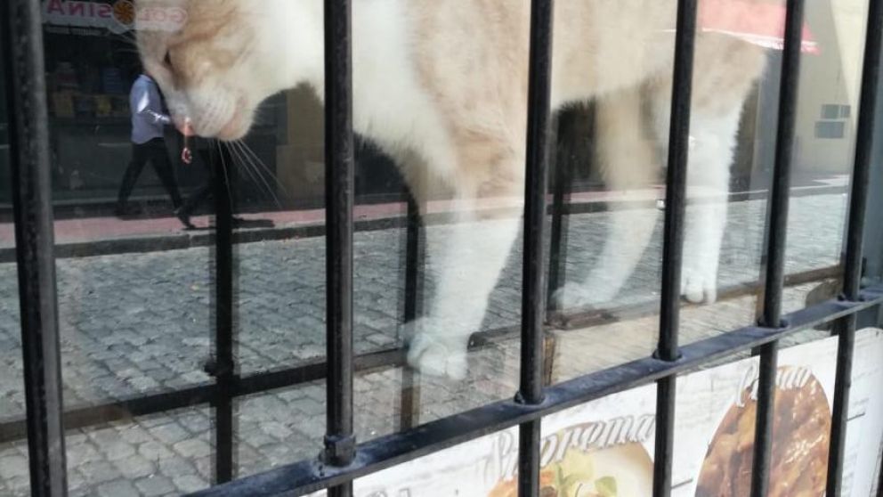 Desesperación por gato encerrado en restaurante chino de San Telmo