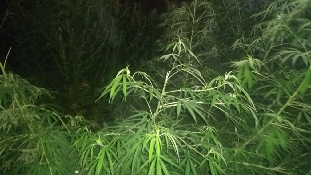Estas son algunas de las plantas de cannabis sativa que fueron incautadas por los servidores p�blicos.
