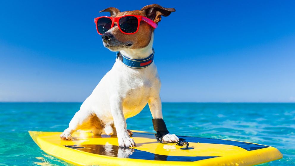 A veces podemos viajar con nuestros animales, pero otras no. Entonces, ¿qué hacemos?