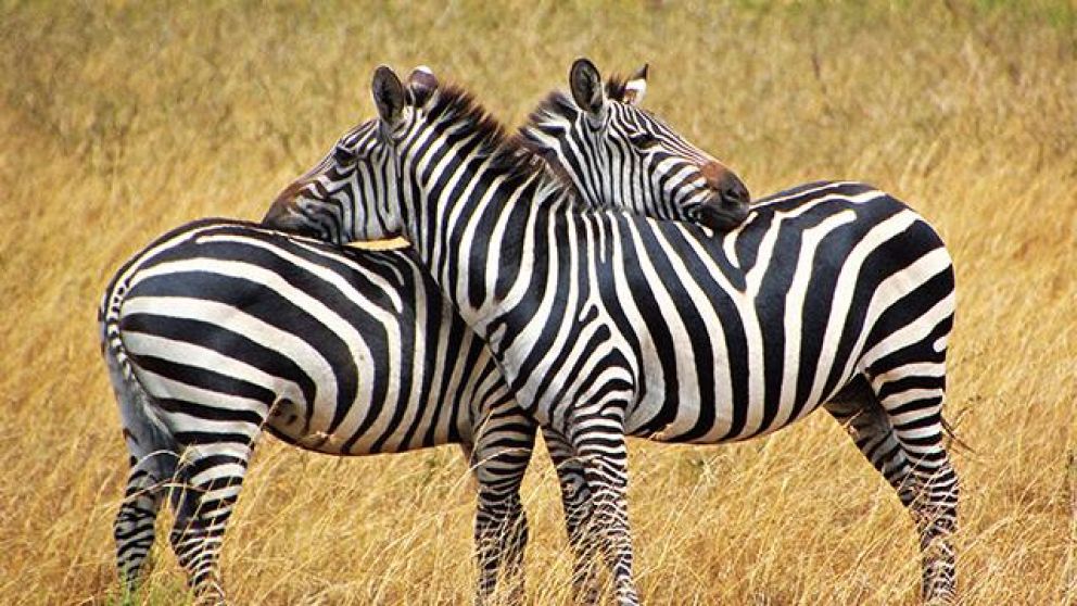 El hecho se produjo en una reserva natural africana (imagen ilustrativa).