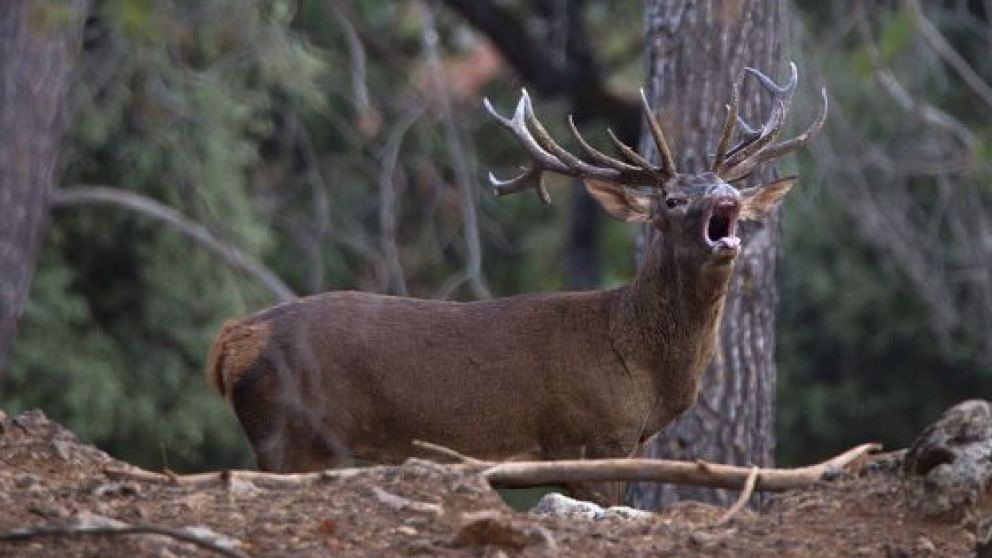 Este trastorno provoca una fuerte pérdida de peso en los animales.
