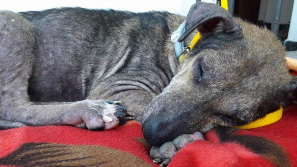 Este es uno de los canes rescatados.