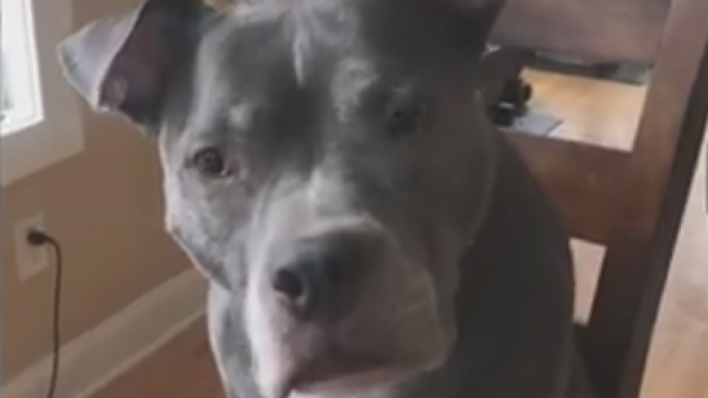 La reacción del animal se hizo viral a través de las redes sociales.