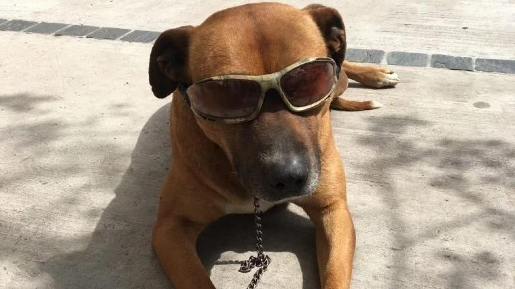 Perro fiel le salva la vida a su dueño desmayado