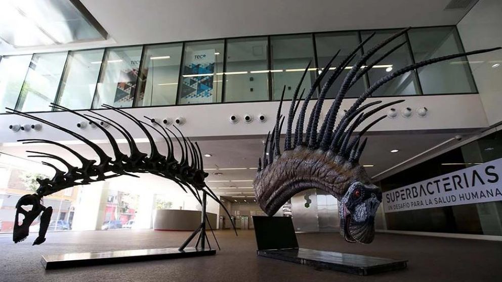 Este es el Bajadasaurus pronuspinax.