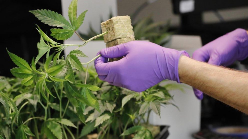 El Ministerio de Seguridad habilit� el primer centro destinado a elaborar cannabis medicinal.