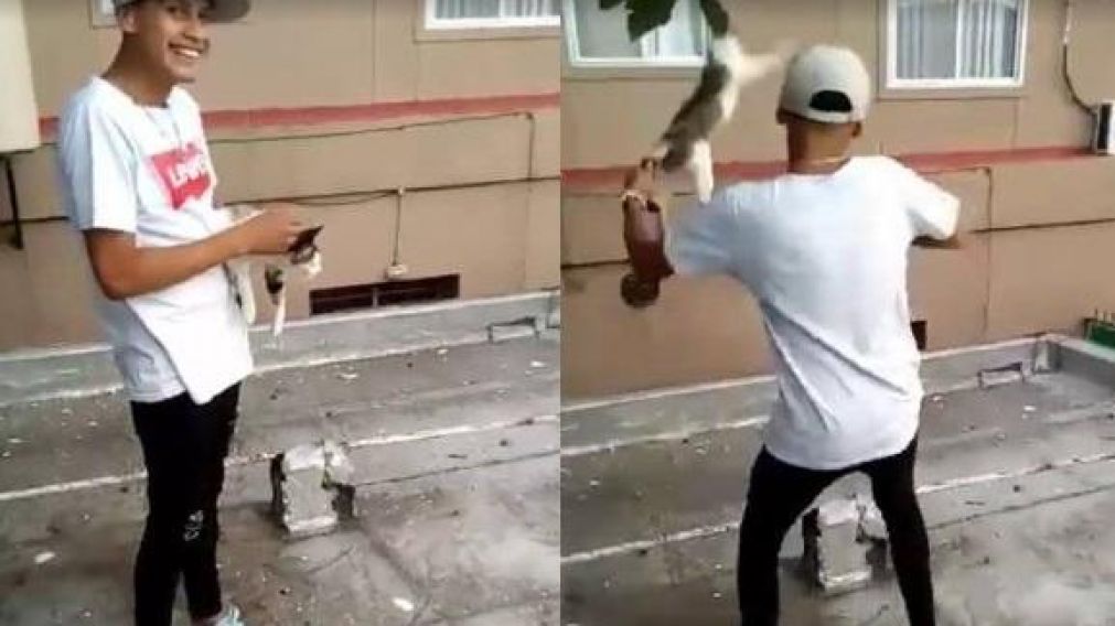 Bestia arrojó a un gato desde la terraza y publicó el video en Facebook