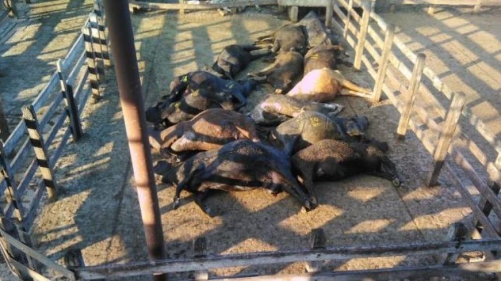 Triste. A los animales nunca se les proveyó agua.