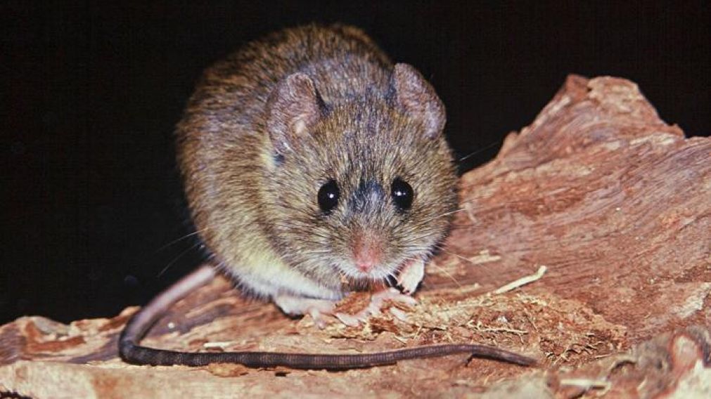 El ratón "colilargo", el transmisor del virus.